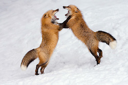 2-red-foxes-250
